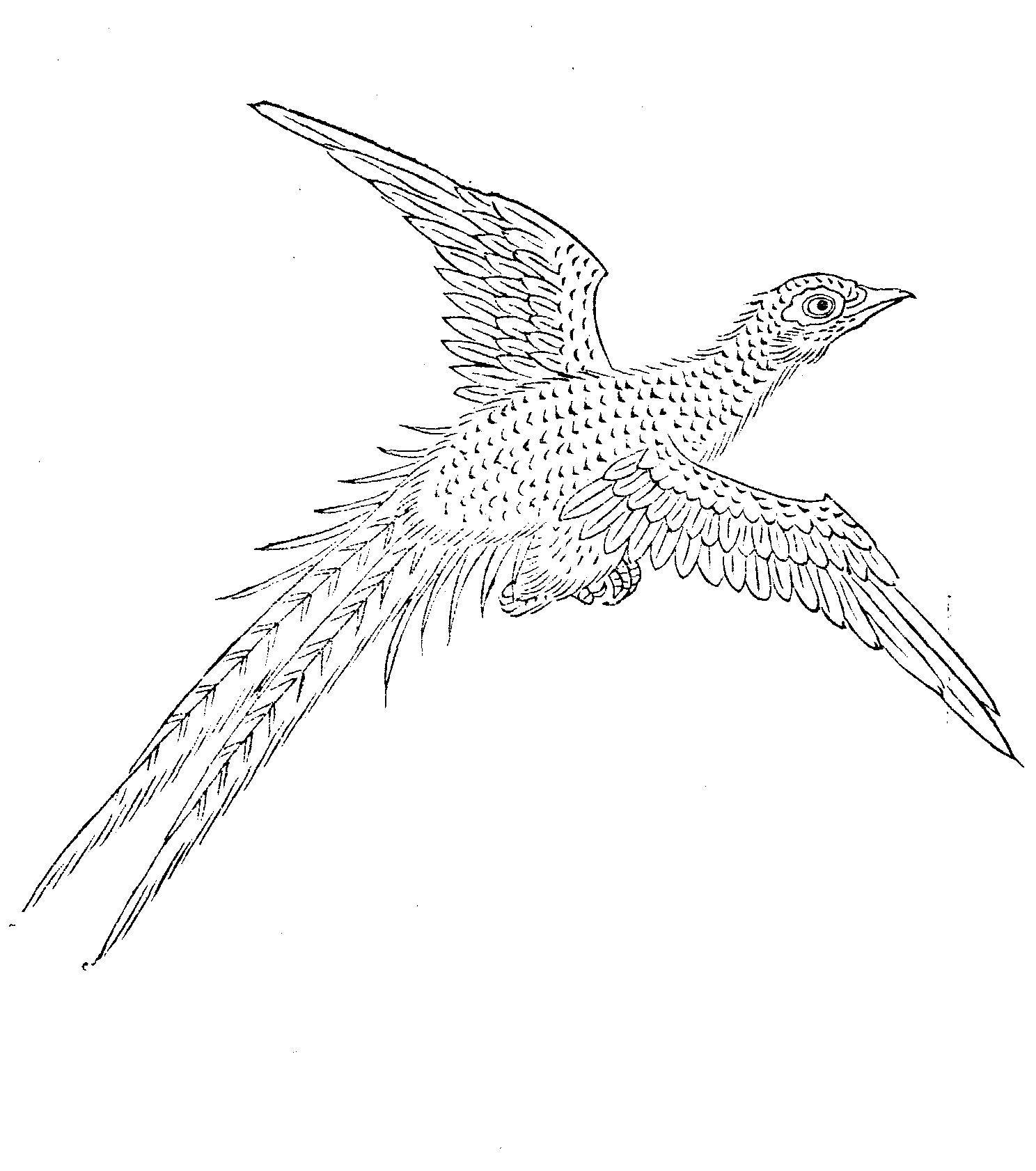 《古今图书集成》中的精卫鸟图,长尾鸟展翅飞行